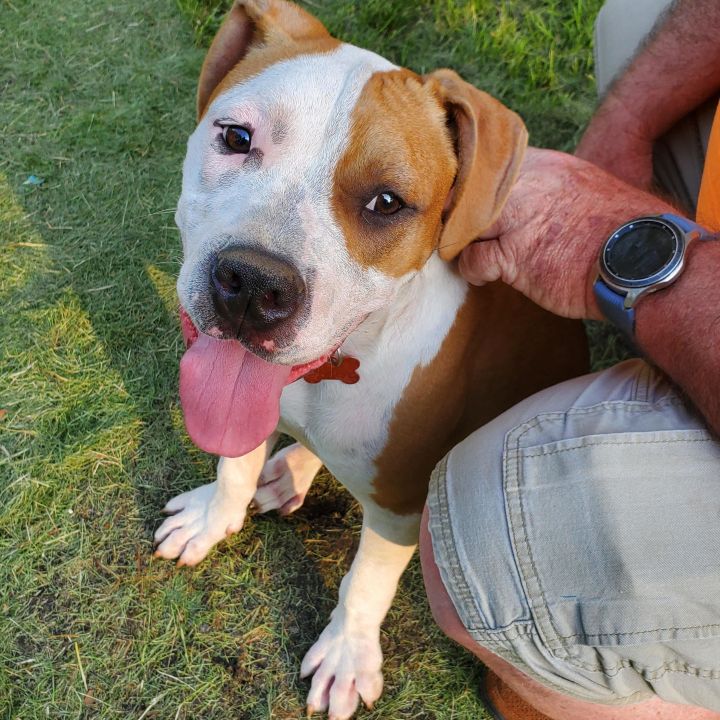 Cooper, an adoptable American Bulldog Mix in Springfield, MO_image-2