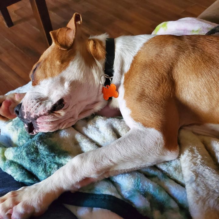 Cooper, an adoptable American Bulldog Mix in Springfield, MO_image-4