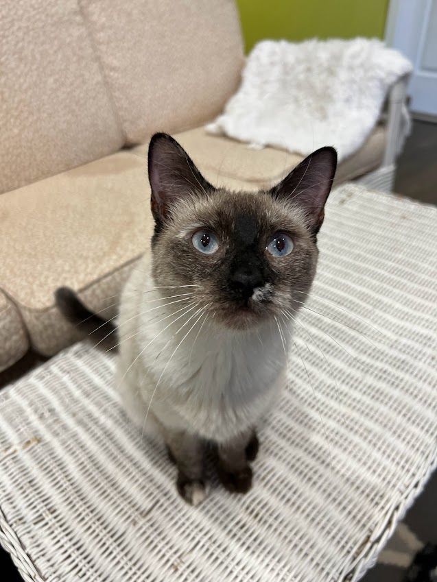 ALICE, an adoptable Siamese in Flint, TX_image-2