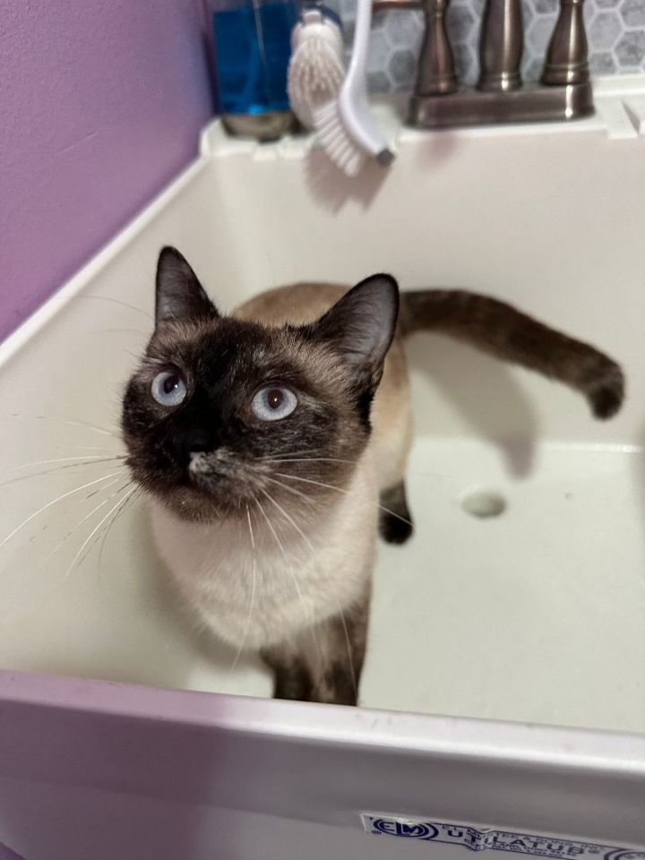 ALICE, an adoptable Siamese in Flint, TX_image-3