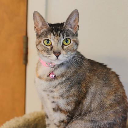 Autmn, an adoptable Exotic Shorthair in Waco, TX, 76702 | Photo Image 1