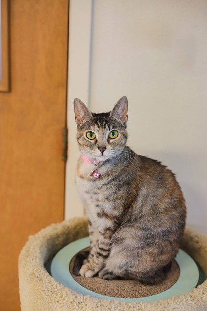 Autmn, an adoptable Exotic Shorthair in Waco, TX, 76702 | Photo Image 2