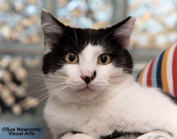 Professor Moody, an adoptable Domestic Short Hair in Shorewood, IL_image-1