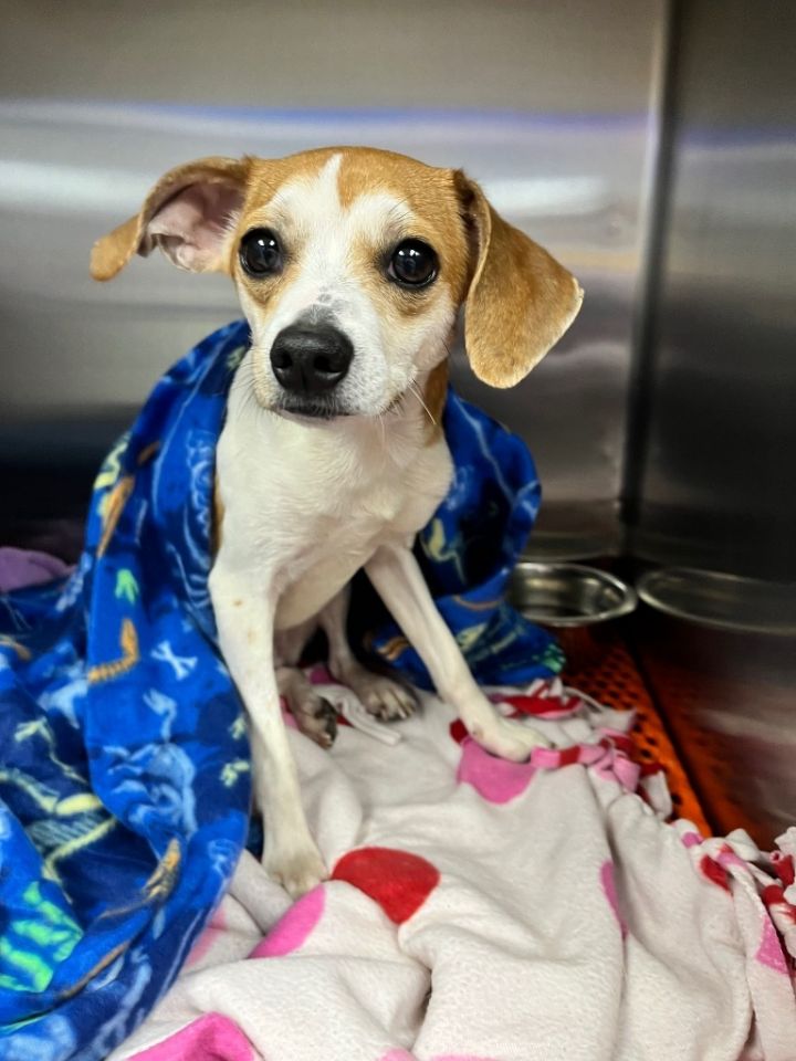 Zuma, an adoptable Chihuahua & Terrier Mix in Shorewood, IL_image-6