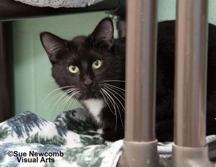 Remus, an adoptable Domestic Short Hair in Shorewood, IL_image-1