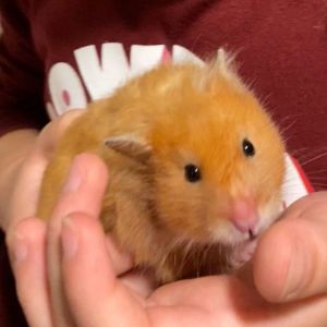 Pet of the week: The Syrian hamster, The Independent