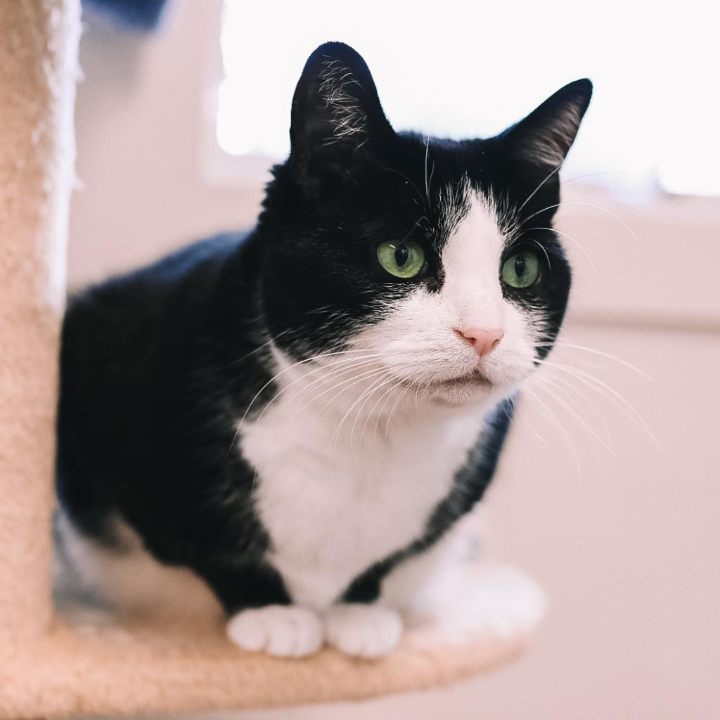 Julie, an adoptable Domestic Short Hair in East Hampton, NY, 11937 | Photo Image 1