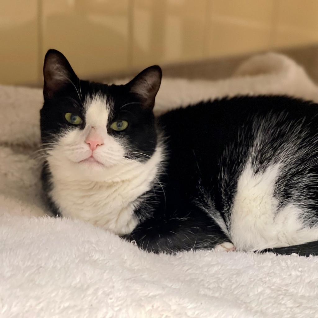 Julie, an adoptable Domestic Short Hair in East Hampton, NY, 11937 | Photo Image 4