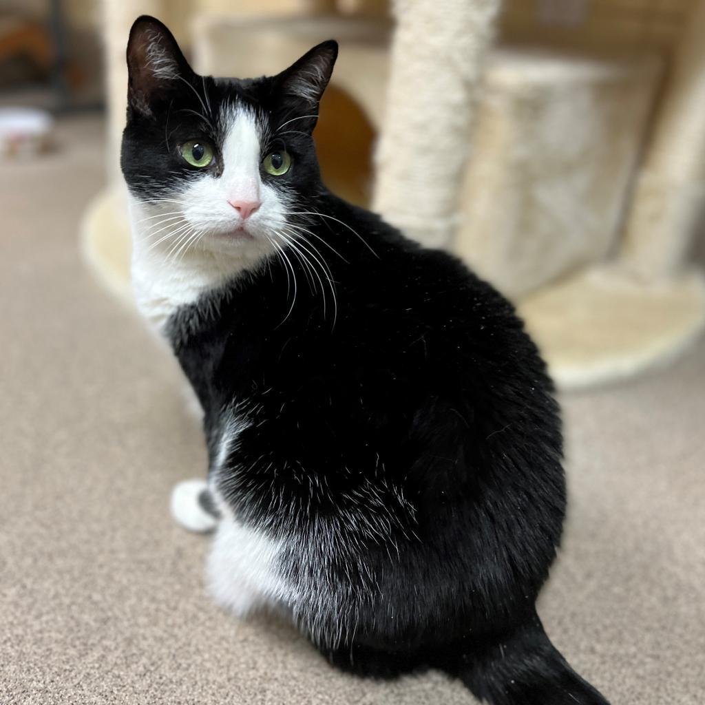 Julie, an adoptable Domestic Short Hair in East Hampton, NY, 11937 | Photo Image 5