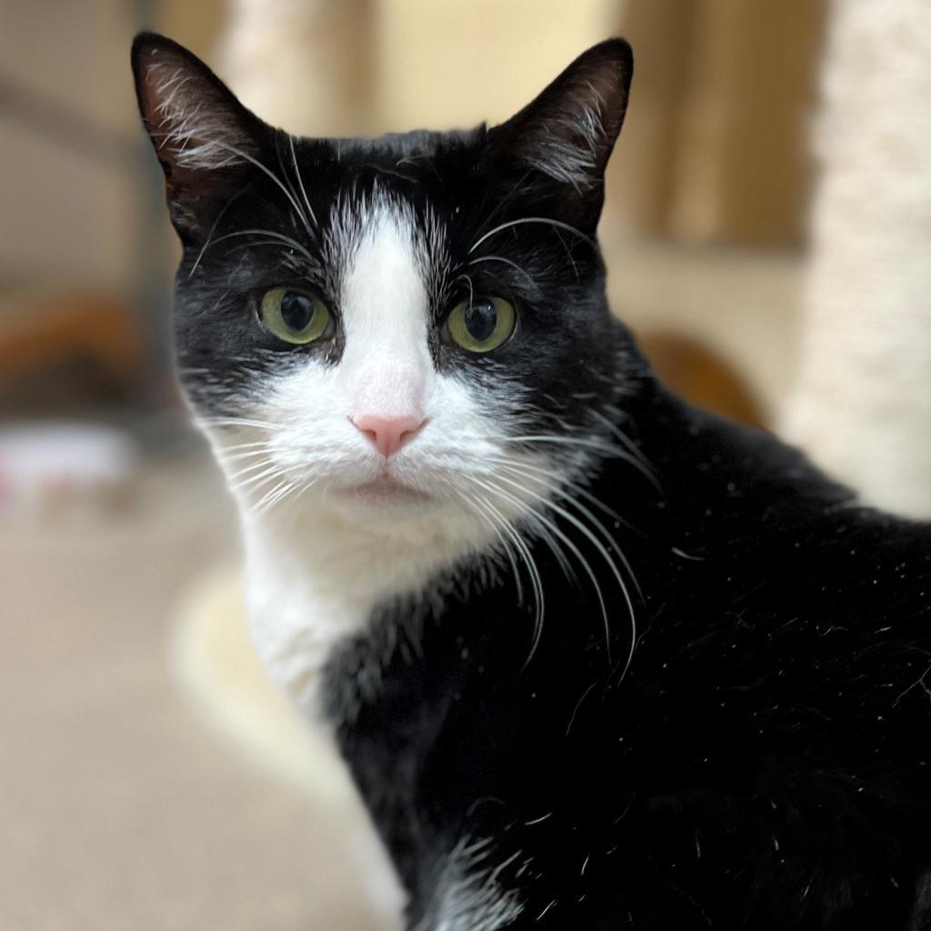 Julie, an adoptable Domestic Short Hair in East Hampton, NY, 11937 | Photo Image 6