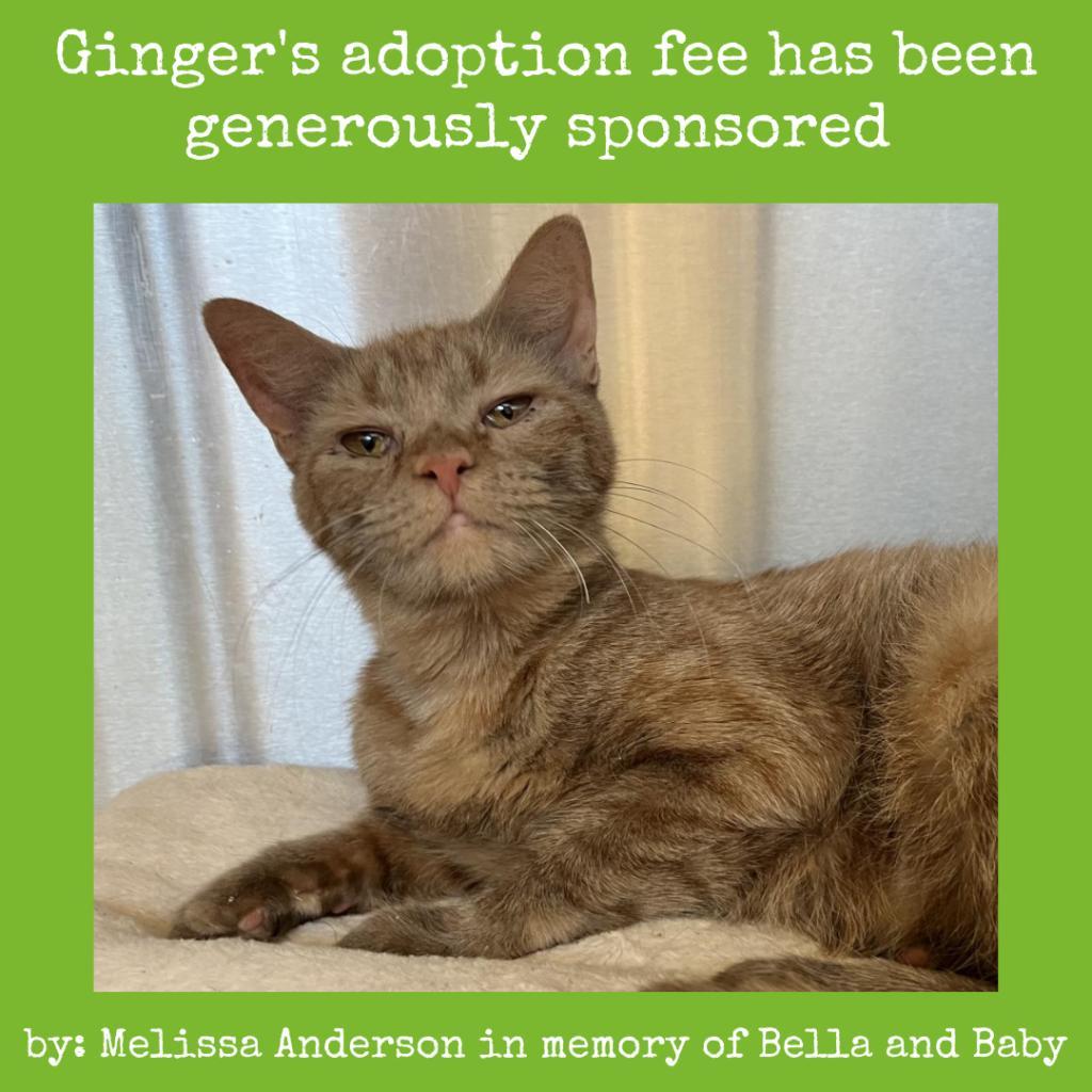 Ginger, an adoptable Domestic Short Hair in Lynchburg, VA, 24502 | Photo Image 1