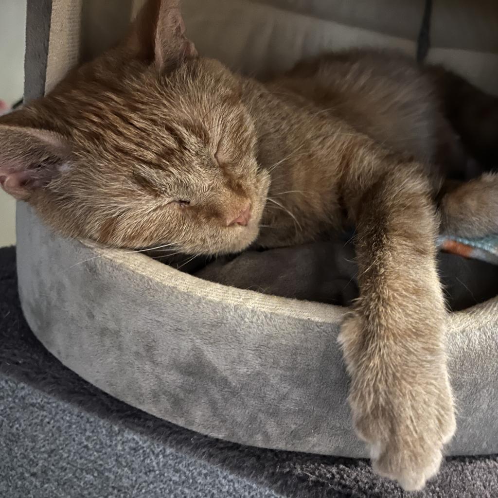 Ginger, an adoptable Domestic Short Hair in Lynchburg, VA, 24502 | Photo Image 2