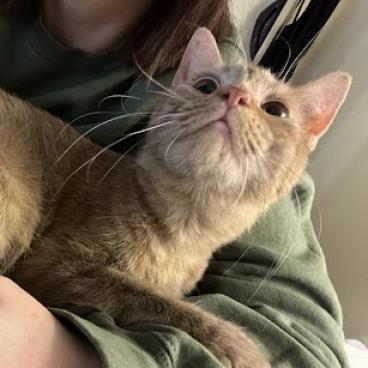 Ginger, an adoptable Domestic Short Hair in Lynchburg, VA, 24502 | Photo Image 3