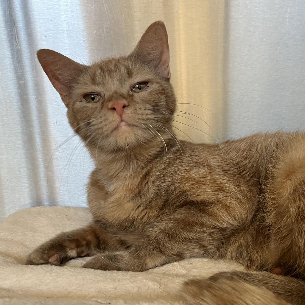 Ginger, an adoptable Domestic Short Hair in Lynchburg, VA, 24502 | Photo Image 4