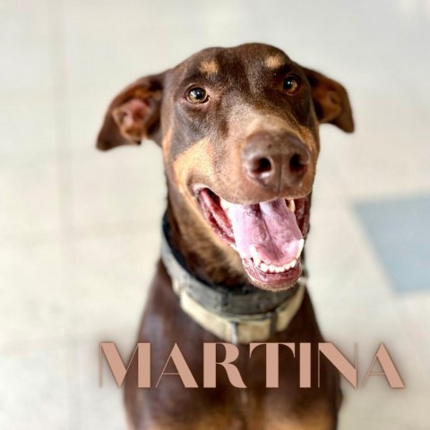 Martina, an adoptable Doberman Pinscher in Fresno, CA, 93725 | Photo Image 1