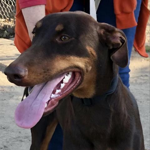 Martina, an adoptable Doberman Pinscher in Fresno, CA, 93725 | Photo Image 2