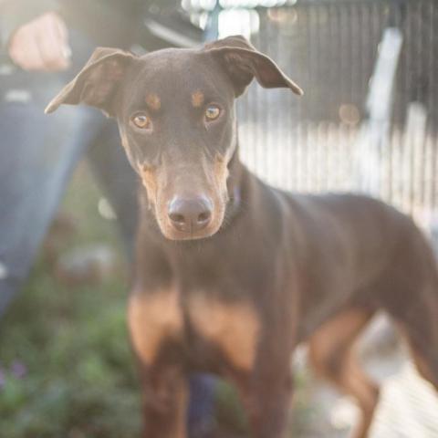 Martina, an adoptable Doberman Pinscher in Fresno, CA, 93725 | Photo Image 3