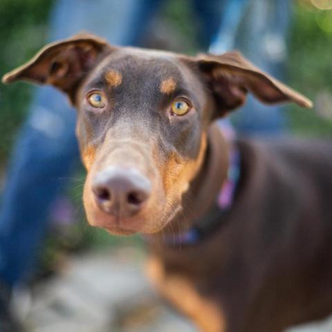 Martina, an adoptable Doberman Pinscher in Fresno, CA, 93725 | Photo Image 4