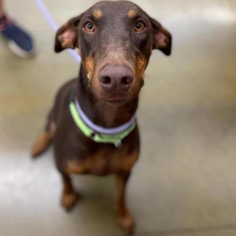 Martina, an adoptable Doberman Pinscher in Fresno, CA, 93725 | Photo Image 5