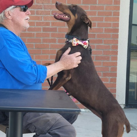 Martina, an adoptable Doberman Pinscher in Fresno, CA, 93725 | Photo Image 6