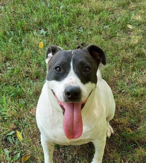 Keeno, an adoptable Hound in Cabool, MO, 65689 | Photo Image 2