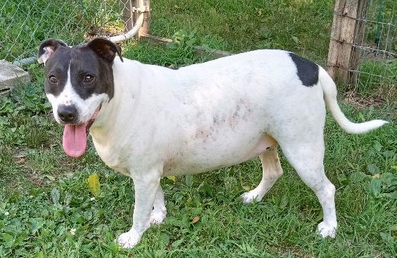 Keeno, an adoptable Hound in Cabool, MO, 65689 | Photo Image 3