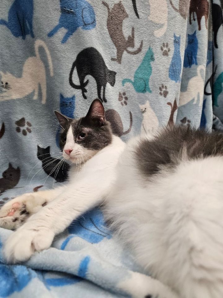 Cat for adoption - Cliff, a Domestic Long Hair in Johnston, RI | Petfinder