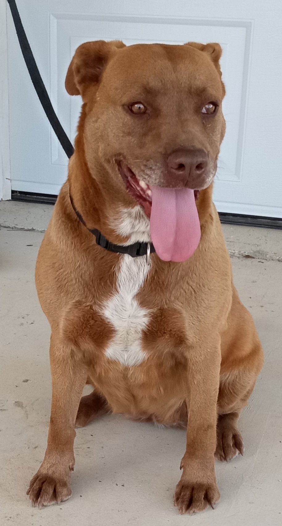 Nova, an adoptable Labrador Retriever, Pit Bull Terrier in Cabool, MO, 65689 | Photo Image 1