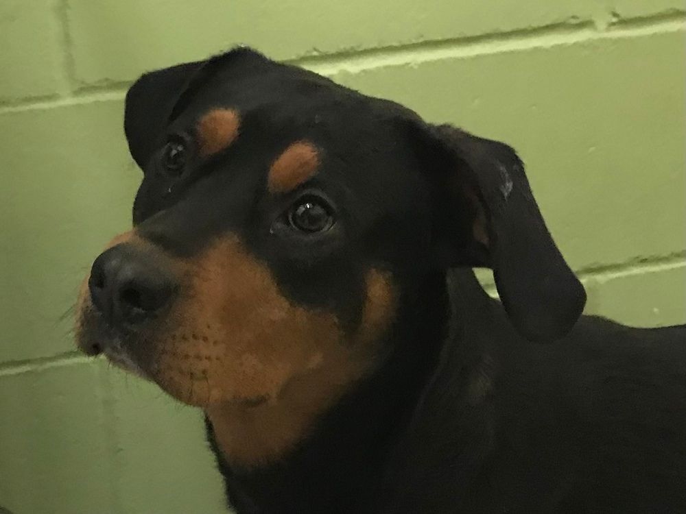 Dog for adoption - Indigo, a Rottweiler Mix in Little Falls, MN | Petfinder