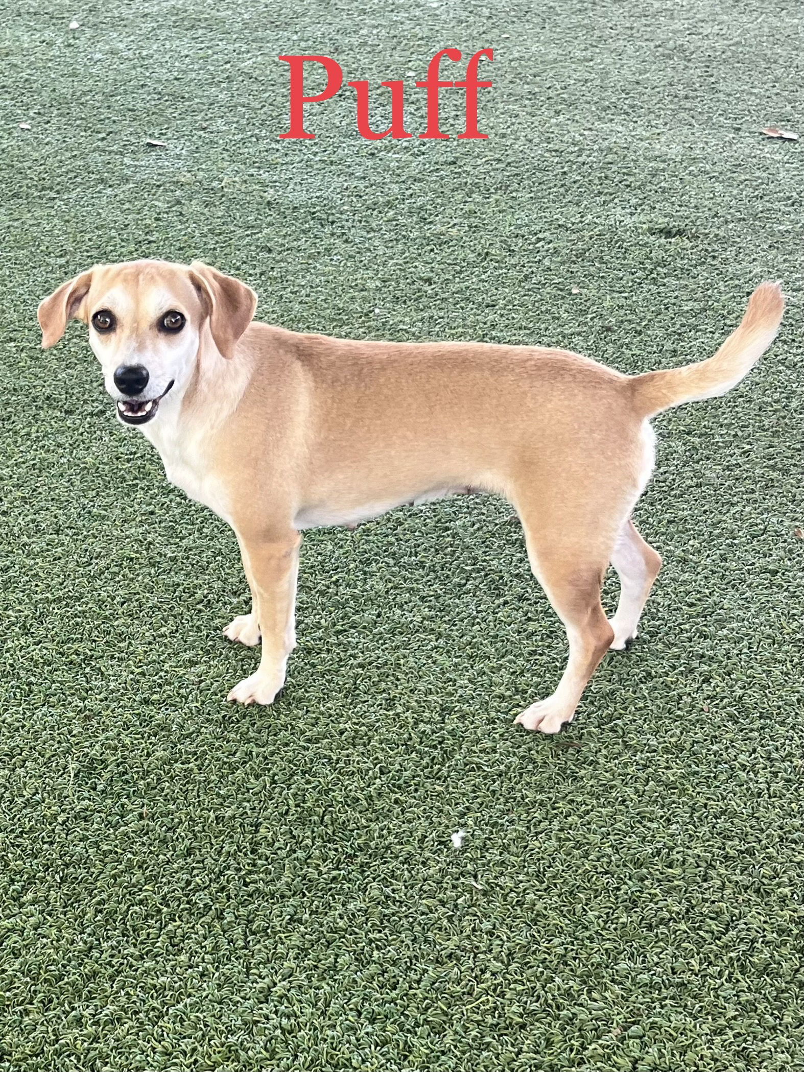 Mrs.Puff, an adoptable Beagle, Terrier in Pipe Creek, TX, 78063 | Photo Image 1