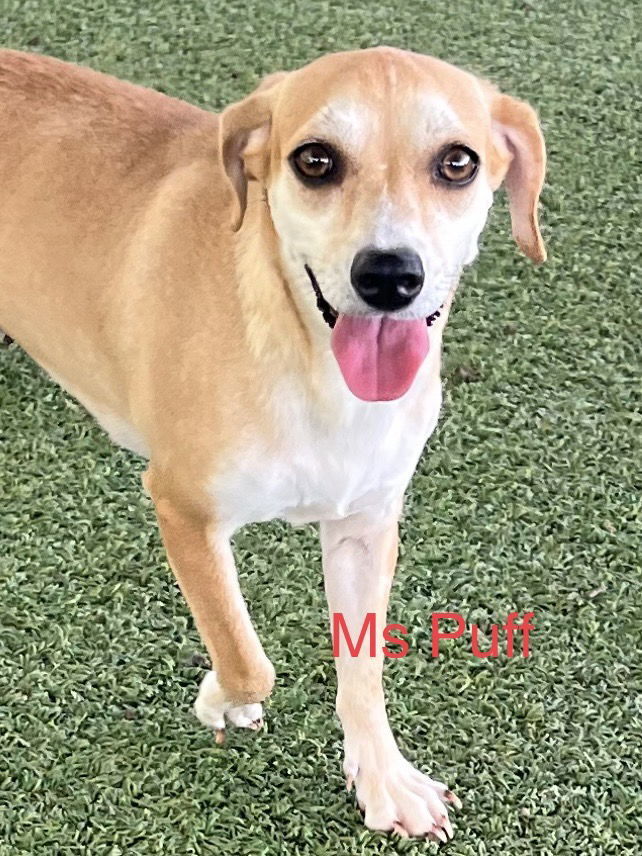 Mrs.Puff, an adoptable Beagle, Terrier in Pipe Creek, TX, 78063 | Photo Image 2
