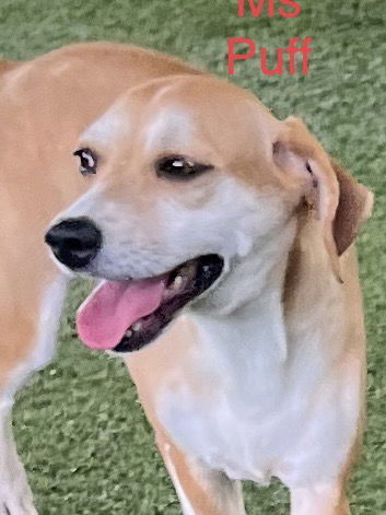 Mrs.Puff, an adoptable Beagle, Terrier in Pipe Creek, TX, 78063 | Photo Image 3
