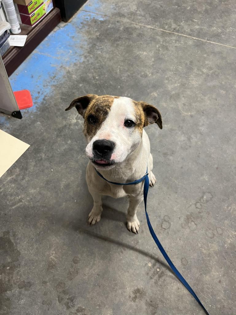 H249, an adoptable Terrier in Mullins, SC, 29574 | Photo Image 1