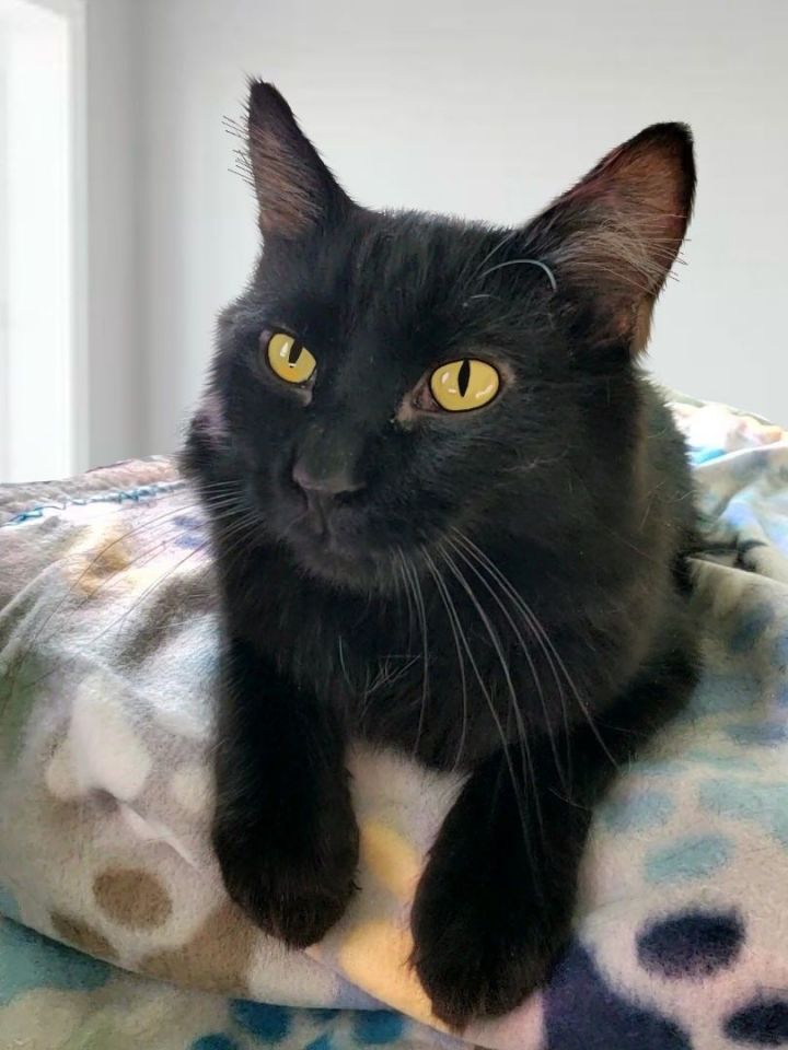 Wolcott , an adoptable Domestic Long Hair & Domestic Medium Hair Mix in Lombard, IL_image-2