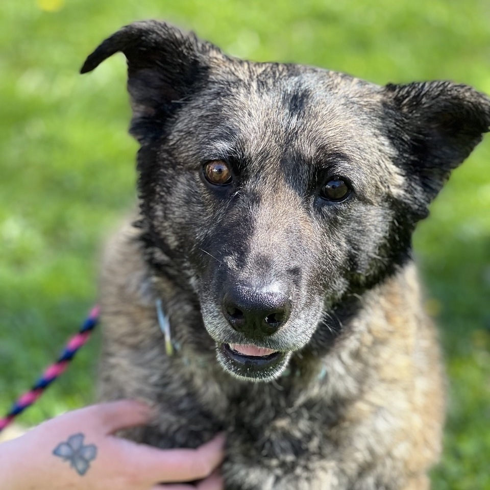 Dog for adoption - Ali, a Norwegian Elkhound & Australian Shepherd Mix ...