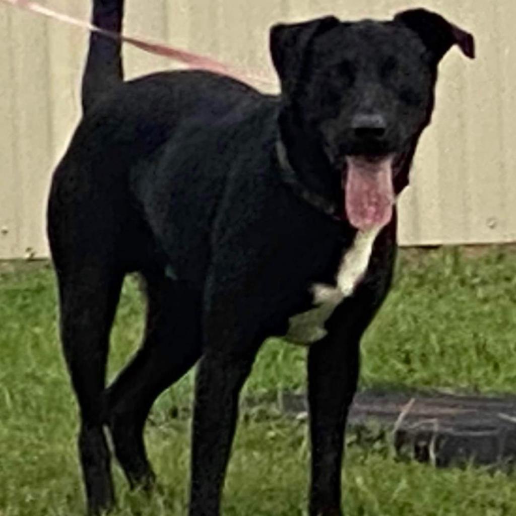Magnus, an adoptable Labrador Retriever, Mixed Breed in Hackett, AR, 72937 | Photo Image 2