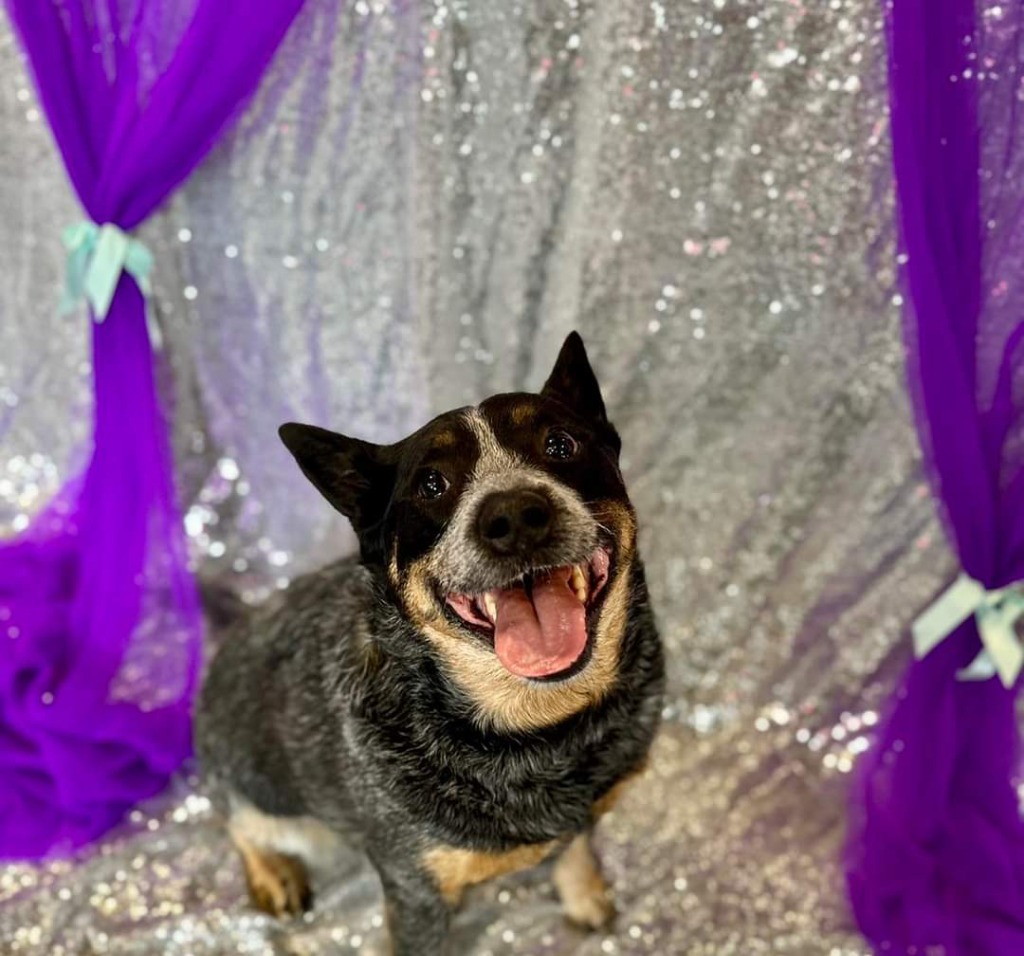 Vera, an adoptable Australian Cattle Dog / Blue Heeler in Rochester, NY, 14624 | Photo Image 1