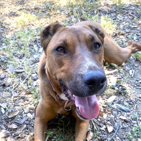 Aquaria, an adoptable Mixed Breed in Redwood Valley, CA, 95470 | Photo Image 1