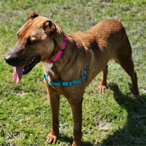 Aquaria, an adoptable Mixed Breed in Redwood Valley, CA, 95470 | Photo Image 2