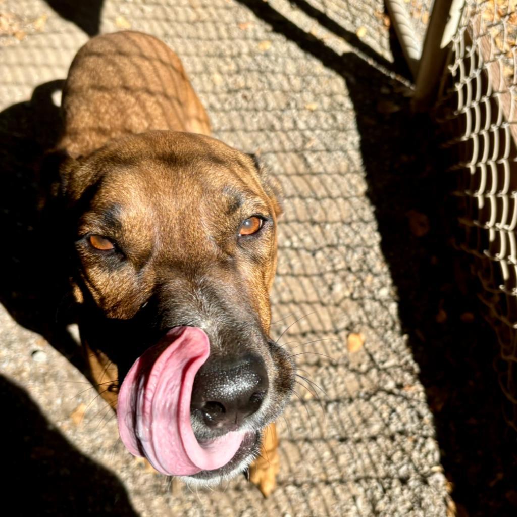 Aquaria, an adoptable Mixed Breed in Redwood Valley, CA, 95470 | Photo Image 2