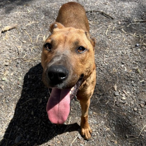 Aquaria, an adoptable Mixed Breed in Redwood Valley, CA, 95470 | Photo Image 3