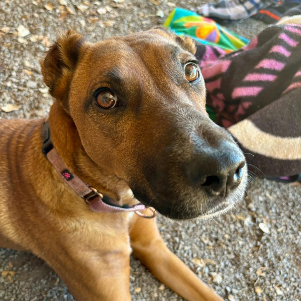 Aquaria, an adoptable Mixed Breed in Redwood Valley, CA, 95470 | Photo Image 3