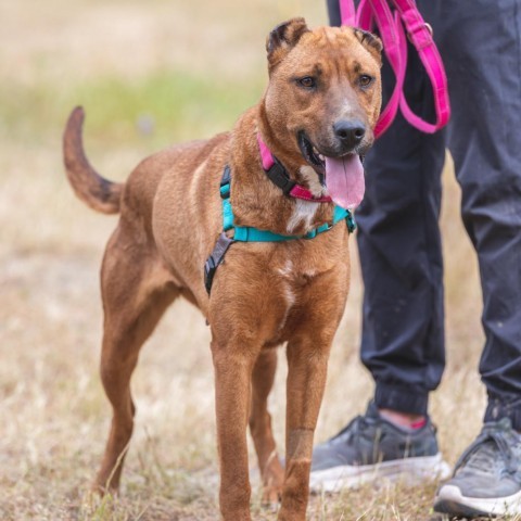 Aquaria, an adoptable Mixed Breed in Redwood Valley, CA, 95470 | Photo Image 4