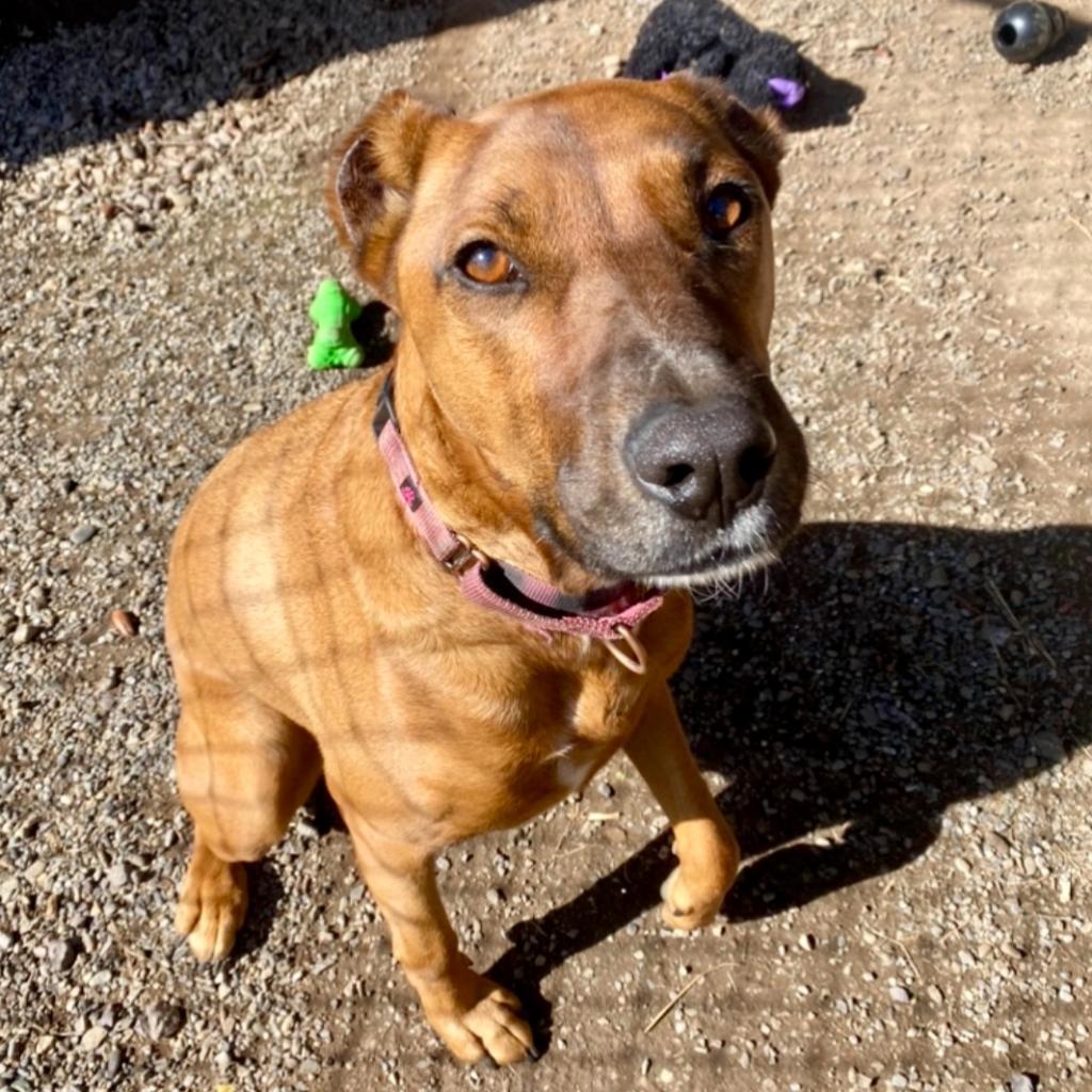 Aquaria, an adoptable Mixed Breed in Redwood Valley, CA, 95470 | Photo Image 4