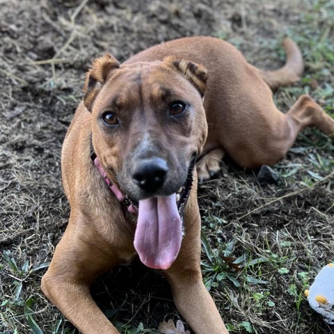 Aquaria, an adoptable Mixed Breed in Redwood Valley, CA, 95470 | Photo Image 5