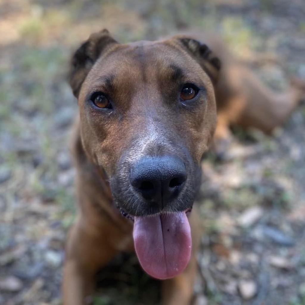 Aquaria, an adoptable Mixed Breed in Redwood Valley, CA, 95470 | Photo Image 5