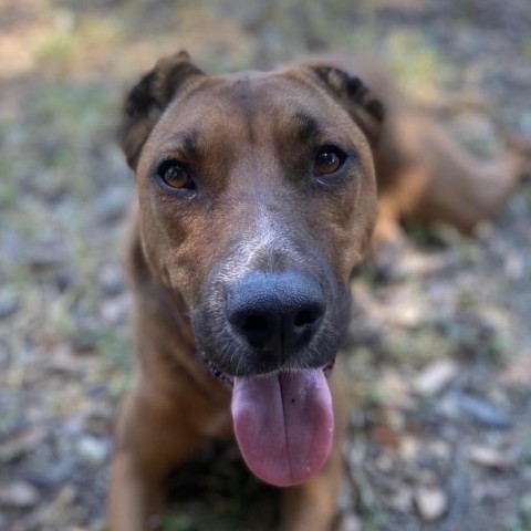 Aquaria, an adoptable Mixed Breed in Redwood Valley, CA, 95470 | Photo Image 6