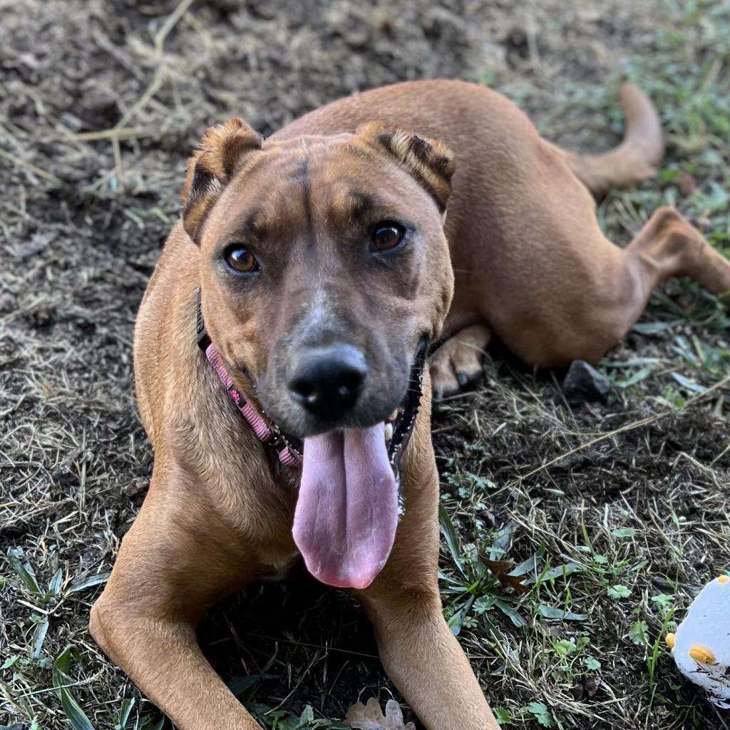 Aquaria, an adoptable Mixed Breed in Redwood Valley, CA, 95470 | Photo Image 6