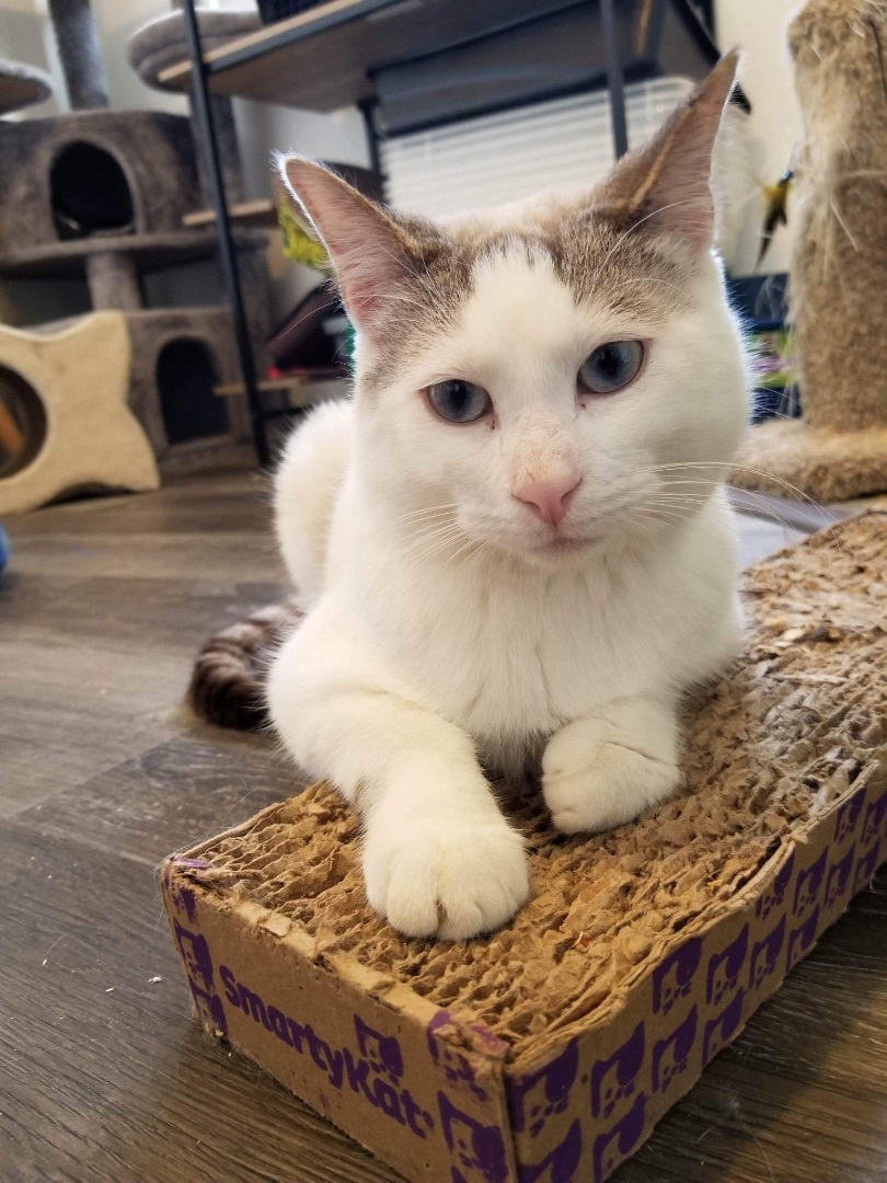 Walker, an adoptable Domestic Short Hair, Snowshoe in Price, UT, 84501 | Photo Image 2