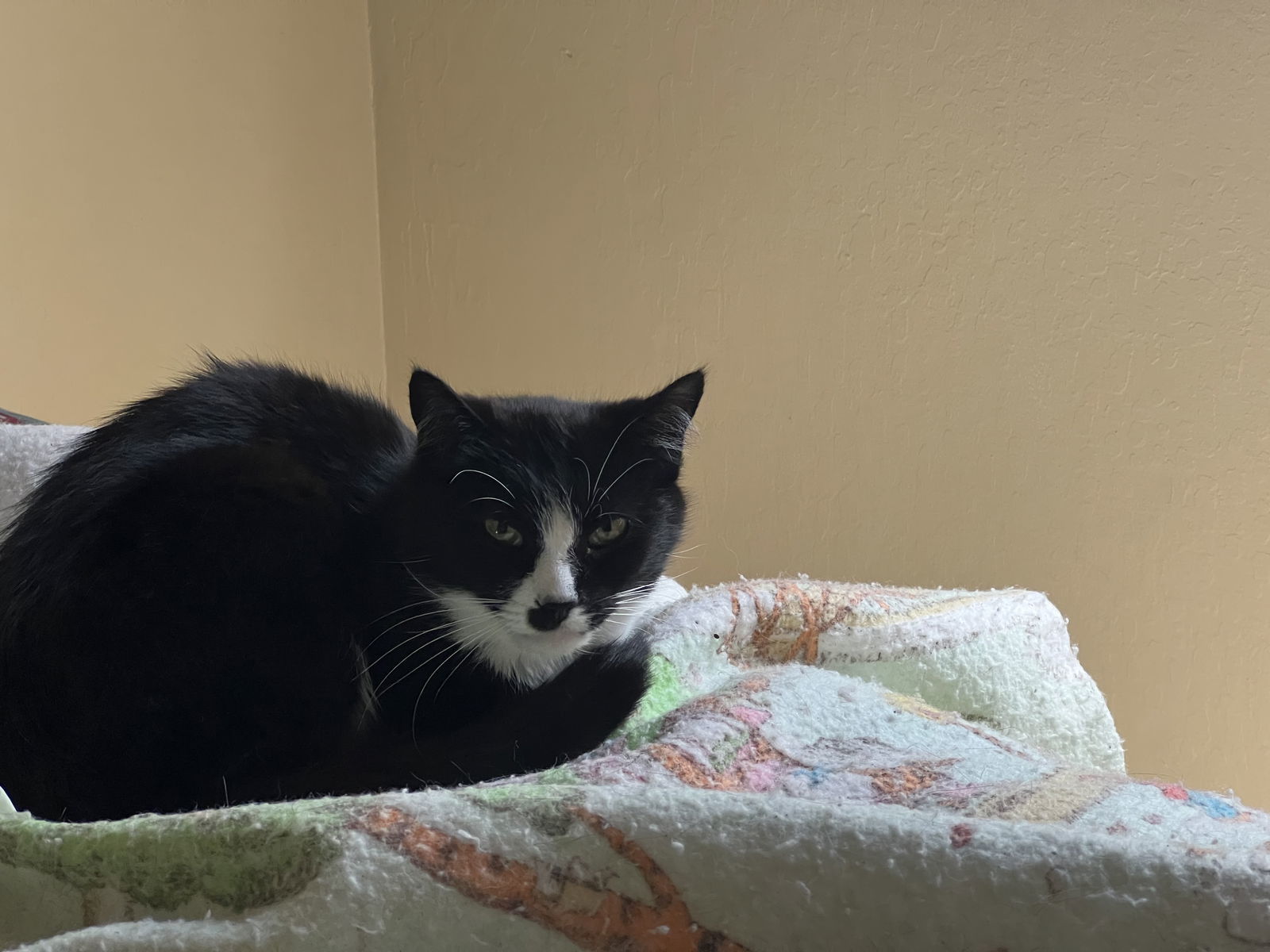 Simona, an adoptable Tuxedo, Domestic Short Hair in Walnut Creek, CA, 94596 | Photo Image 2